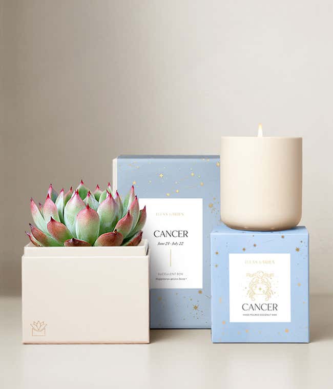 Echeveria Succulent Plant &amp; Candle with Cancer Sleeve &amp; Gift Box