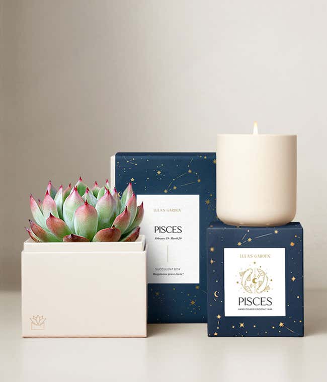 Echeveria Succulent Plant &amp; Candle with Pisces Sleeve &amp; Gift Box