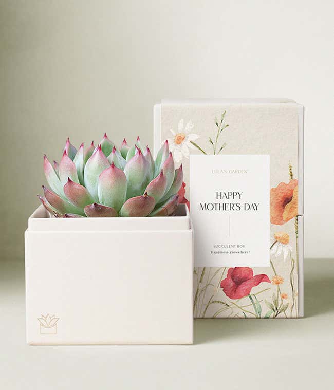 Lula's Garden &reg; Mother's Day Bliss Garden