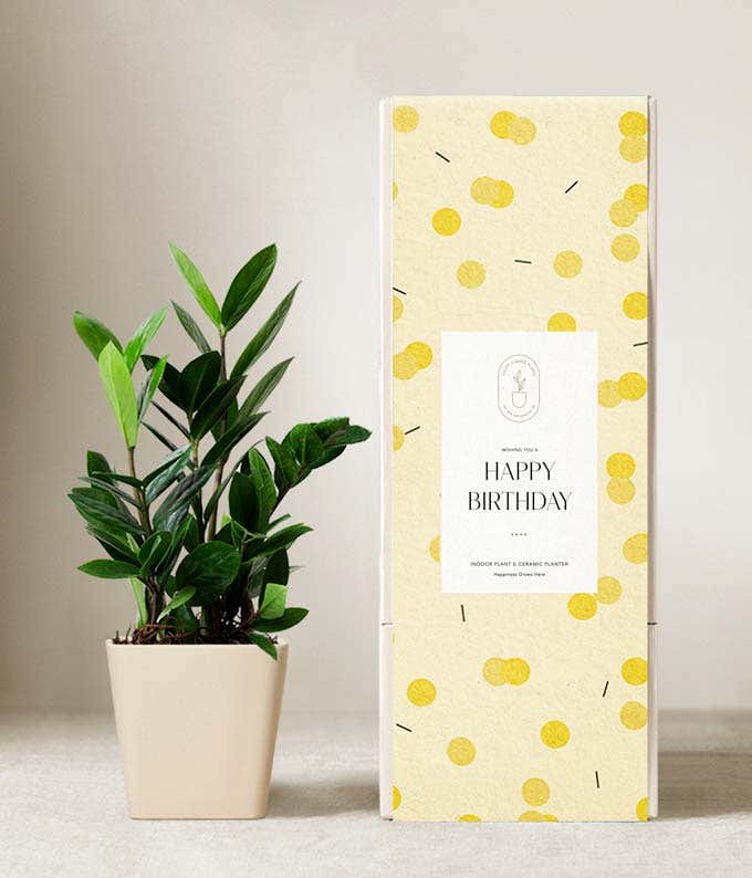 Lula's Garden ® Birthday ZZ Plant 
