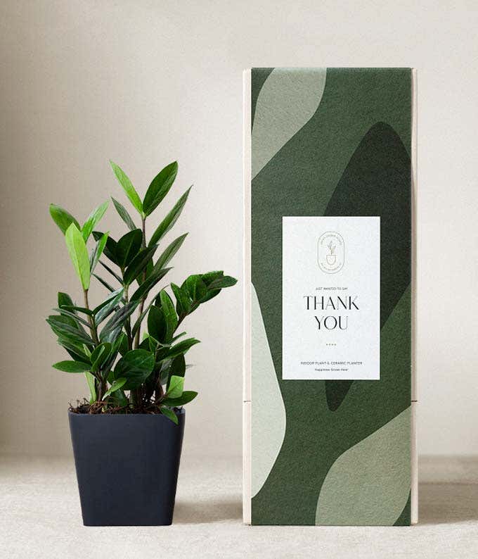 An 8-10 inch tall green plant is sprouting from a white ceramic container next to a green patterned box reading thank you.