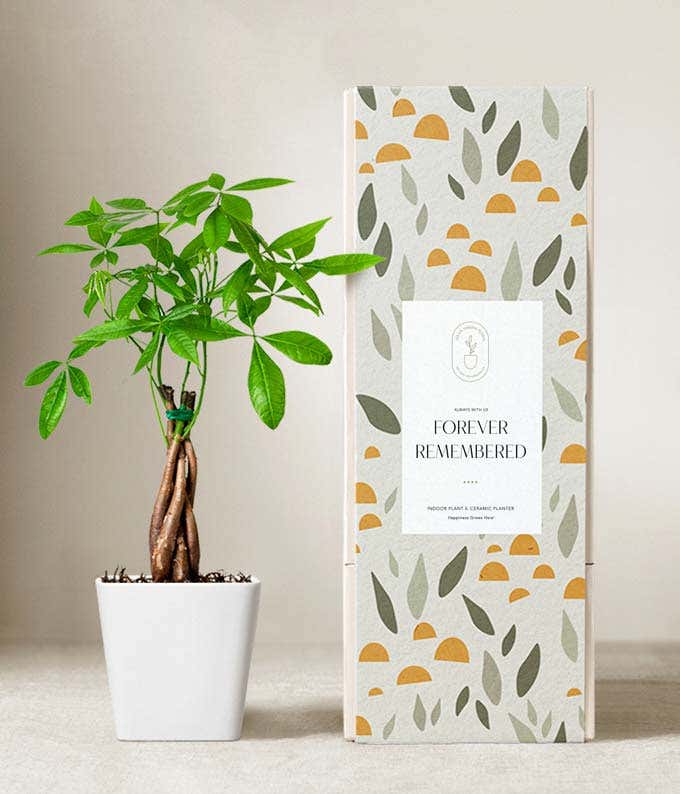 Lula's Garden ® Sympathy Money Tree Plant