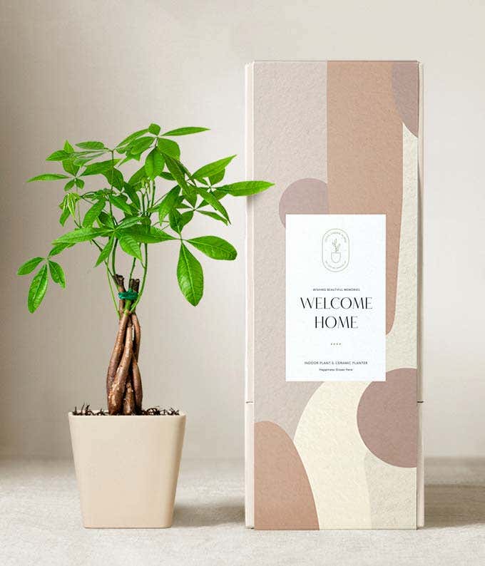 Money tree plant with braided trunk and vibrant green leaves in a matte beige ceramic pot, displayed next to a modern beige and blush-toned gift box labeled Welcome Home.