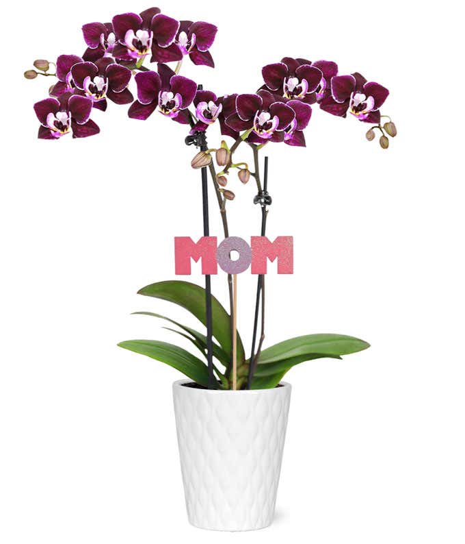 Mama Bear Potted Mini Orchid
