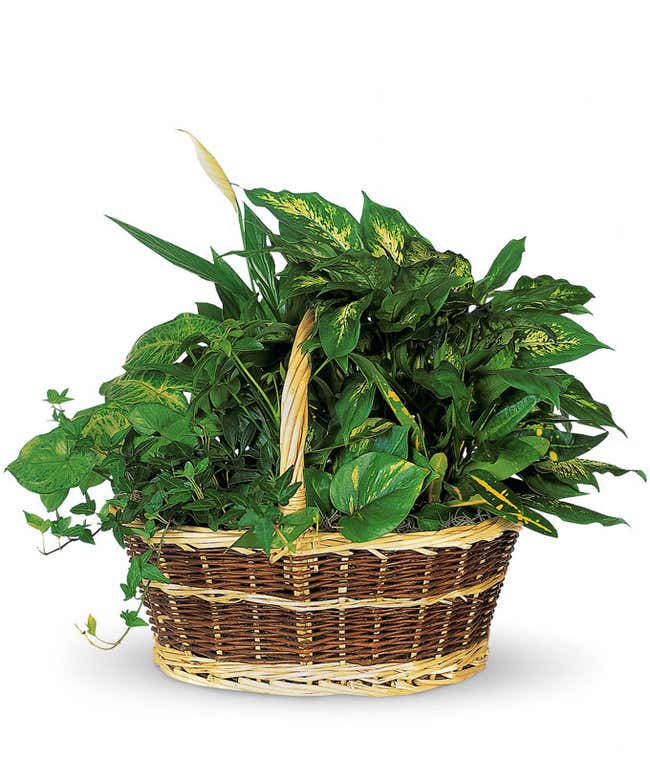 Large Basket Garden