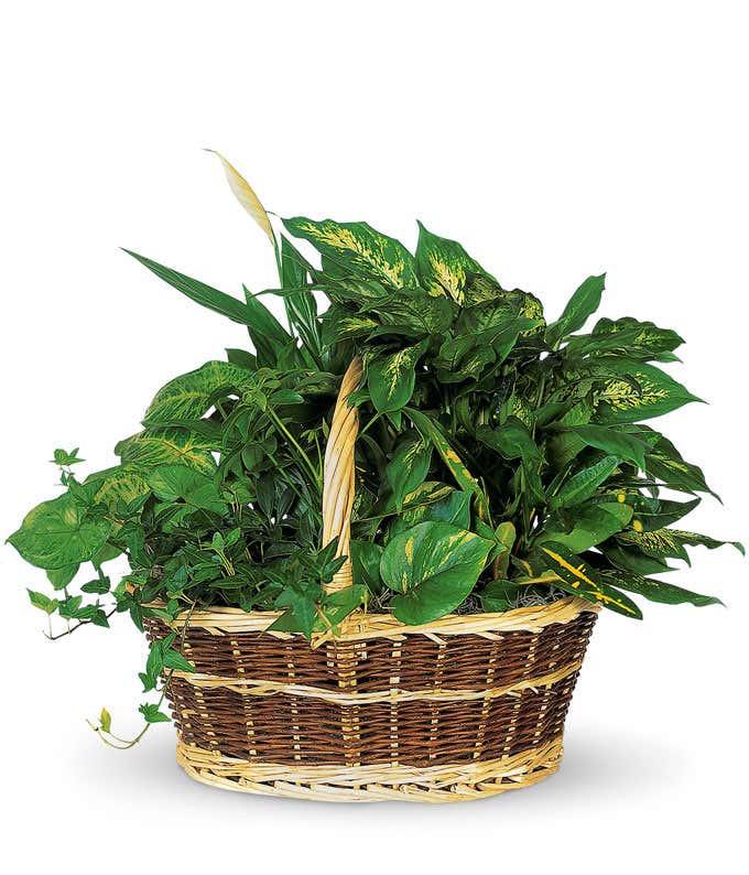 Large Basket Garden