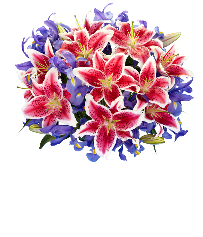 Partial image of pink and white stargazer lilies with blue/purple iris in a clear glass vase without vase.