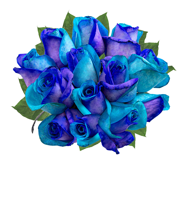 Partial image of one dozen roses dyed half bright half dark blue in a clear glass vase without vase.